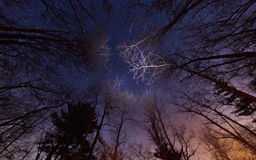 mirando hacia el cielo nocturno a través de los árboles