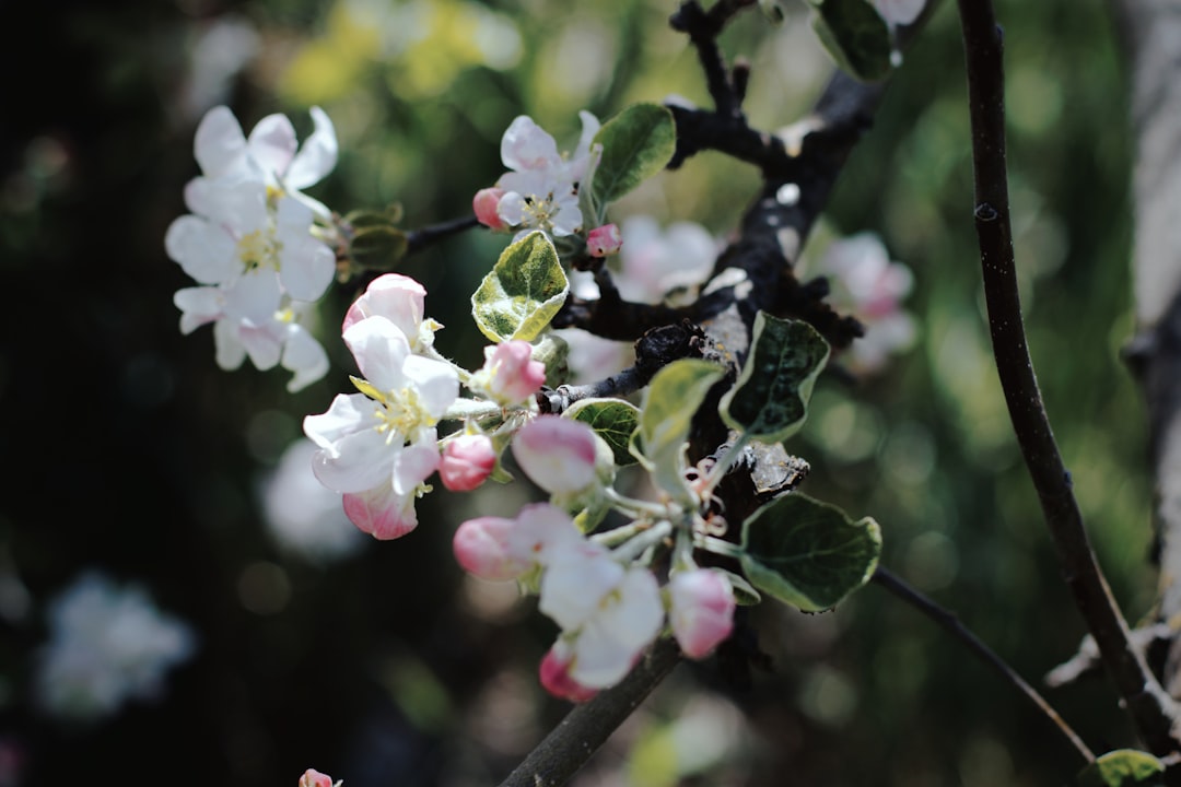 white and pink petaled flower