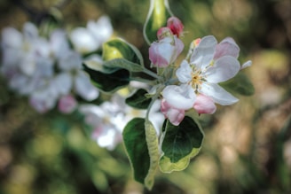 Close-up of a delicate apple blossom intertwined with fresh jasmine flowers, symbolizing the essence of our signature fragrance.