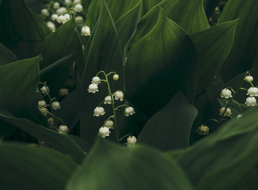 white petaled flower