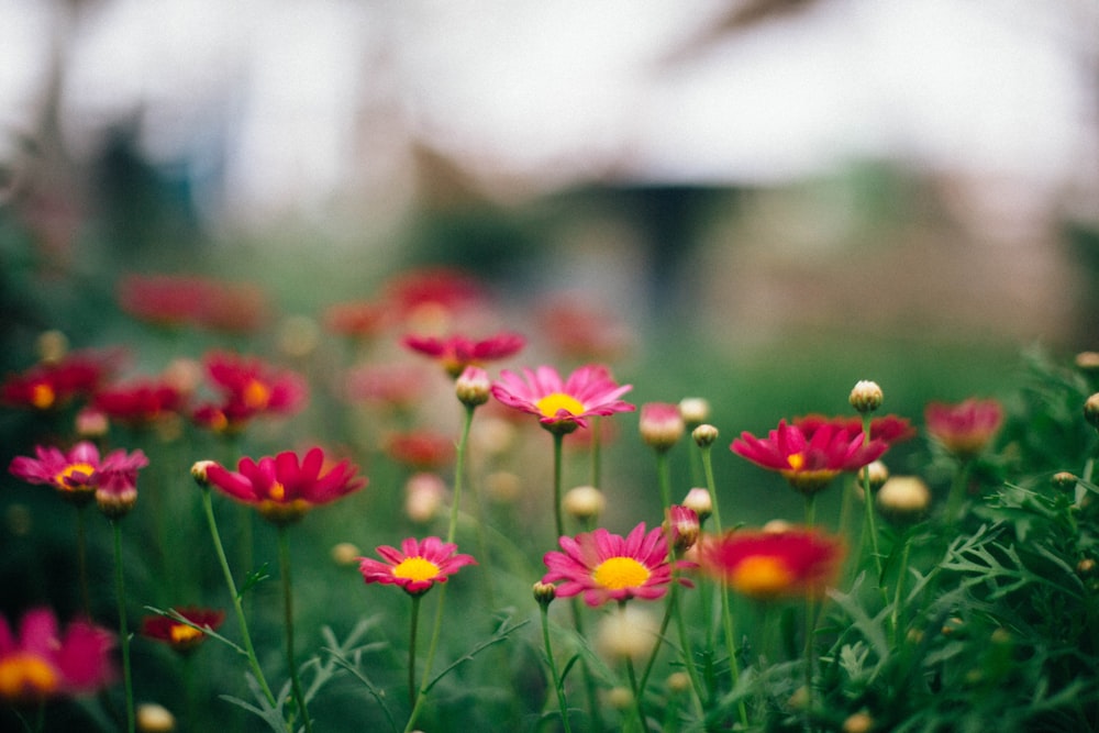 pink petaled flower field