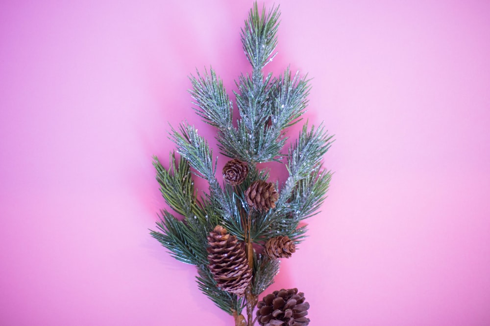 a vase with pine cones and branches on a pink background