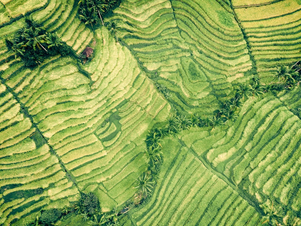 aerial view of green field