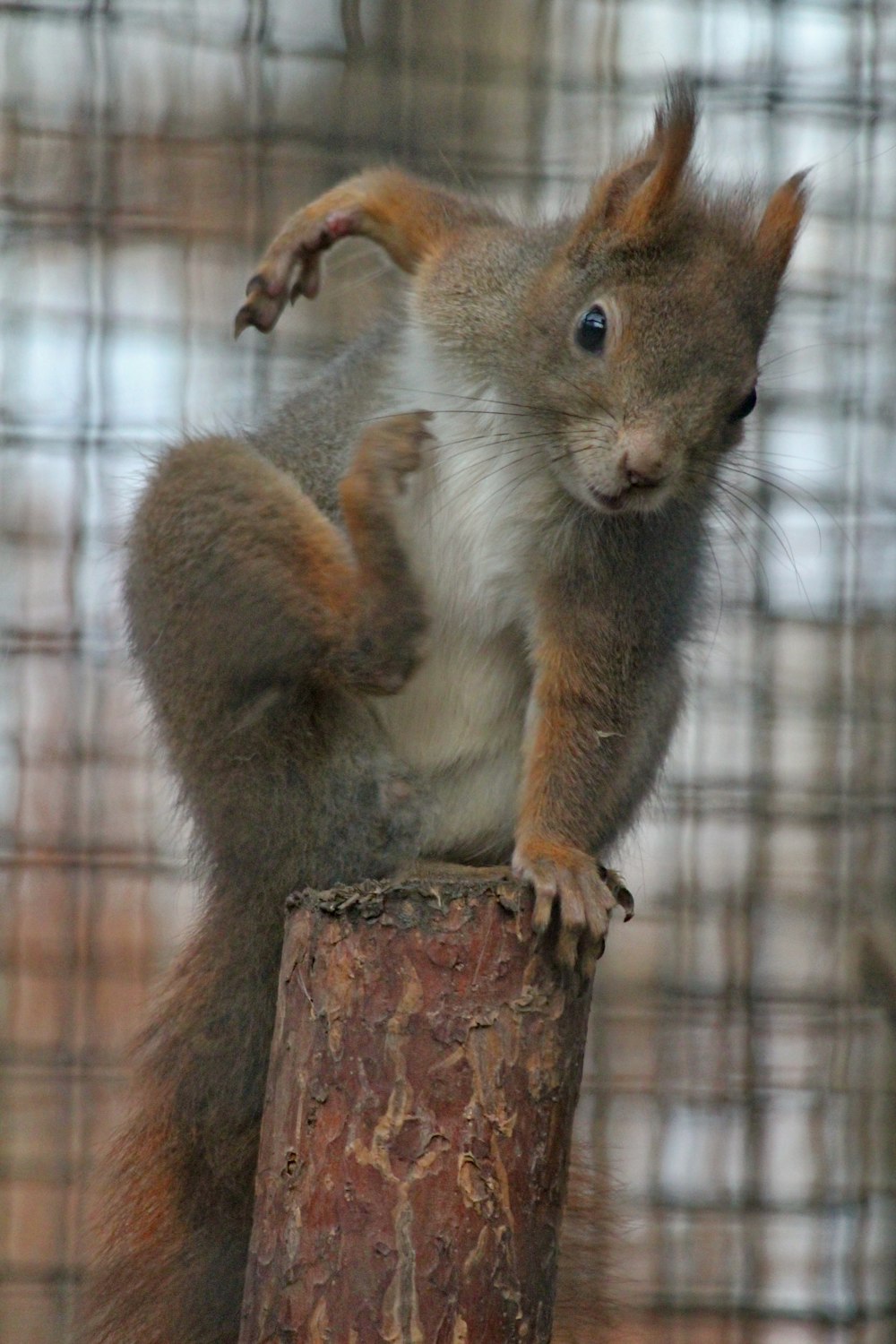 brown squirrel on brown post