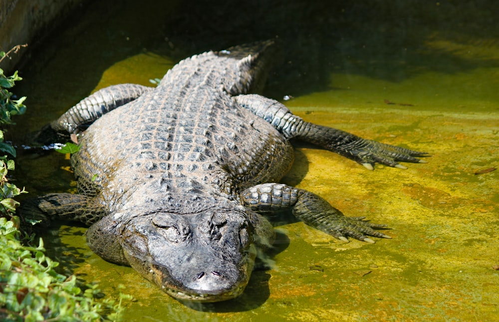 adult crocodile on water