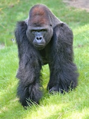 A large gorilla with a dark coat of fur is walking on a grassy area. The gorilla looks directly ahead with a focused expression. Its massive physique and powerful limbs are prominent.