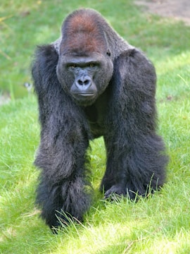 A large gorilla with a dark coat of fur is walking on a grassy area. The gorilla looks directly ahead with a focused expression. Its massive physique and powerful limbs are prominent.
