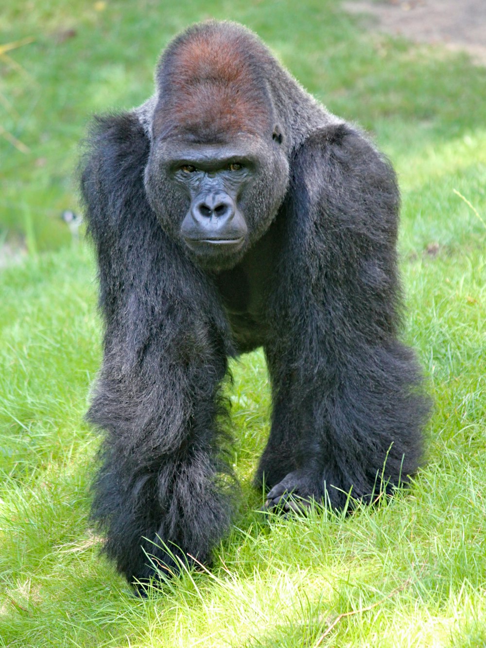 gorille noir
