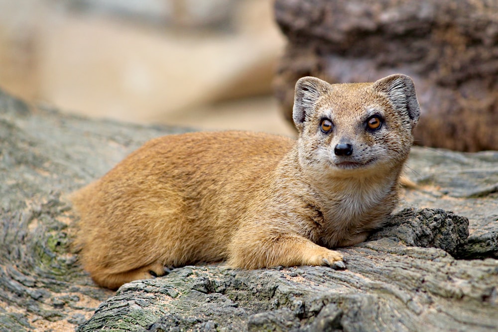 brown wild mammal lying on tree trunk