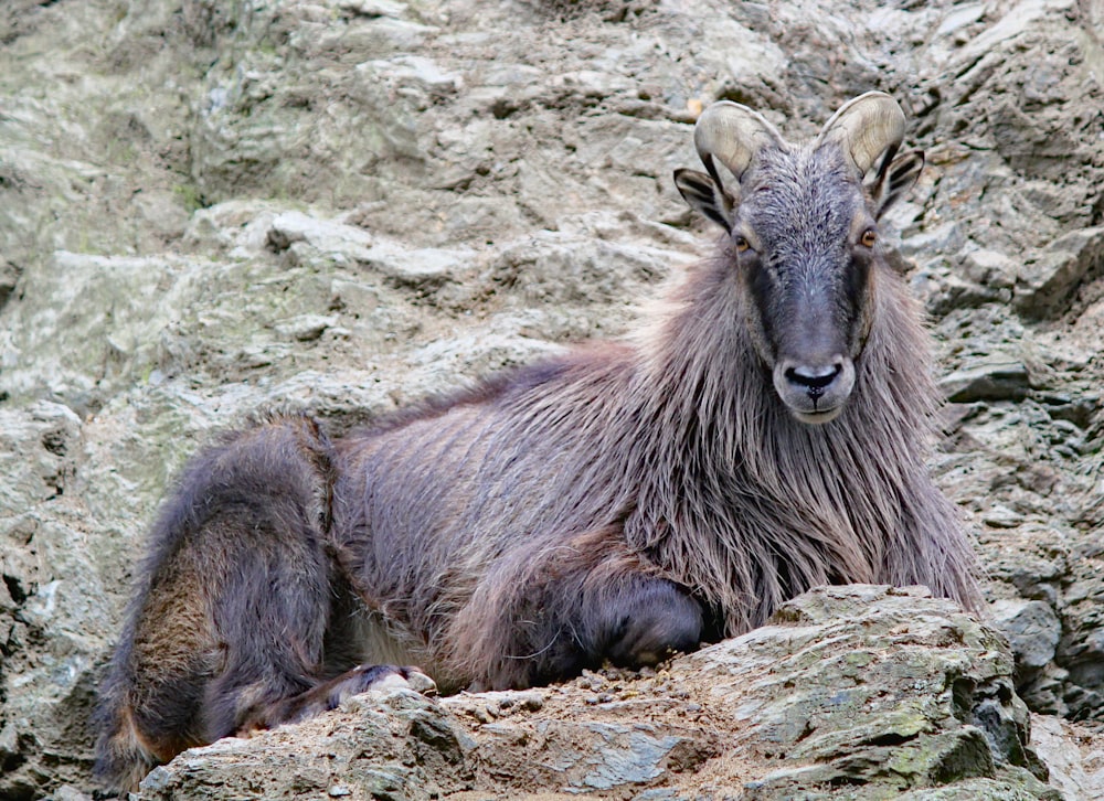black and brown goat