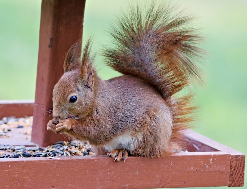 Foto von Eichhörnchen mit flachem Fokus