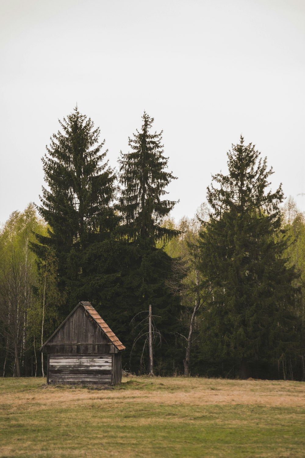 brown wooden house near forest