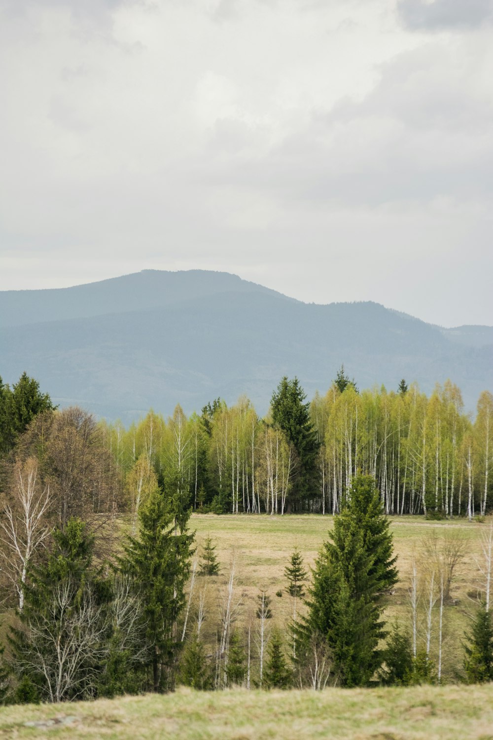 green trees near mountain under cloud sky