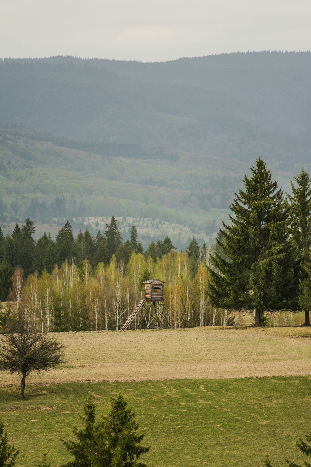 green trees near mountain under cloudy sky during daytime