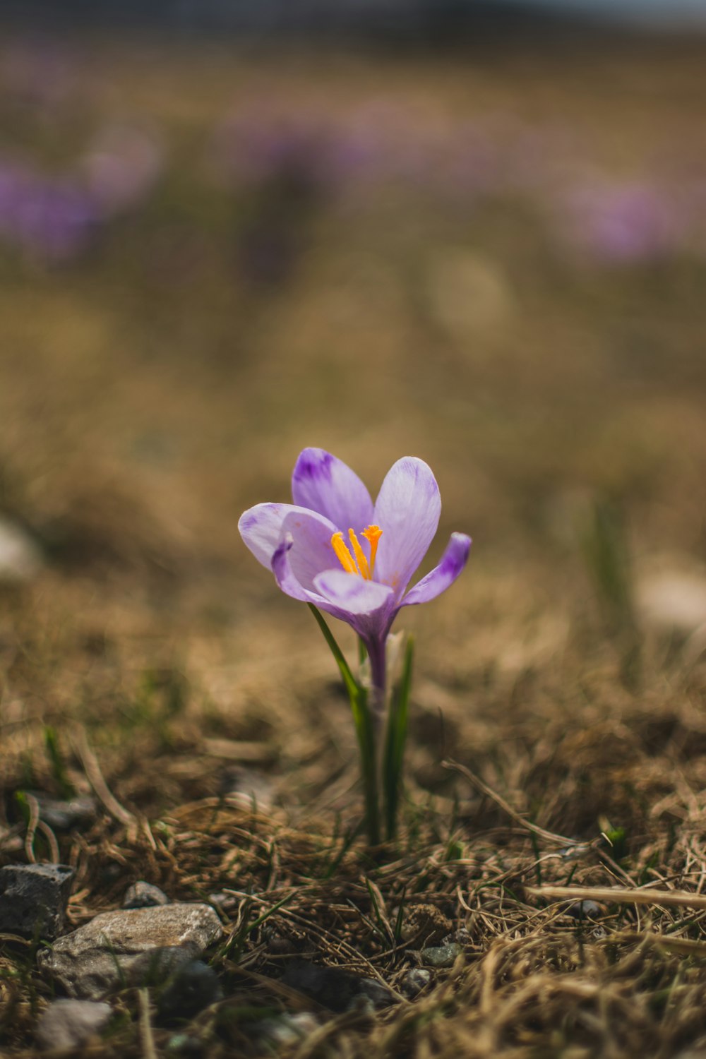 fleur aux pétales violets sur l’herbe