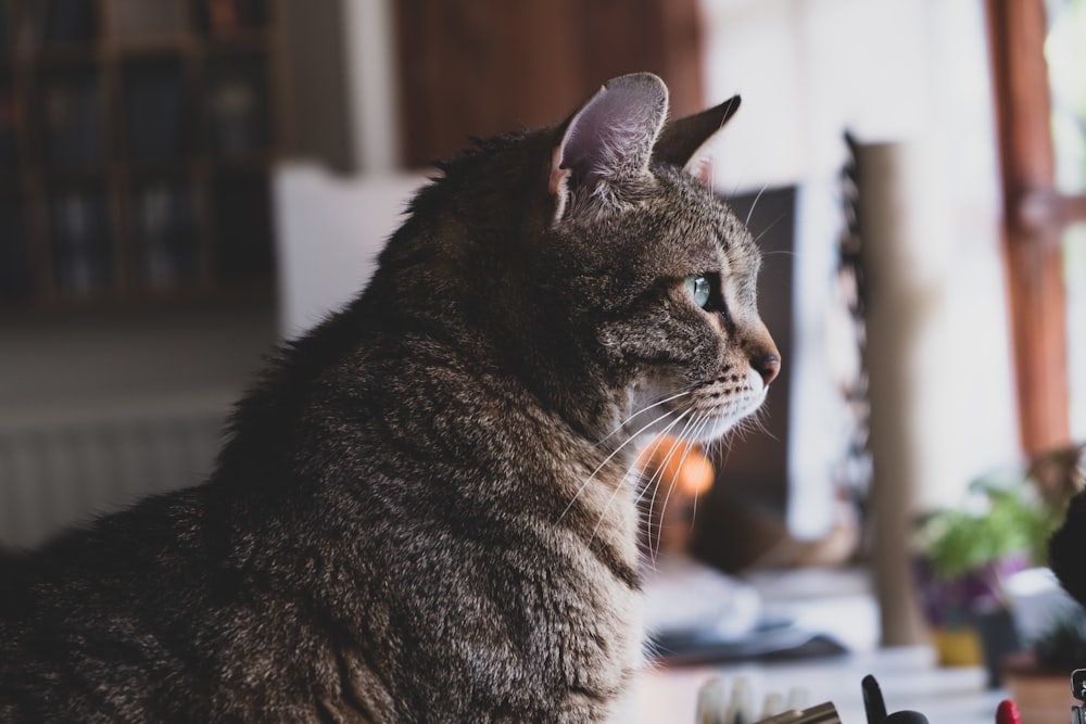 short-fur gray cat ]