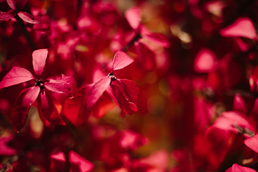 red poinsettias blooming