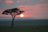 A stunning sunset over the savannah with acacia trees.