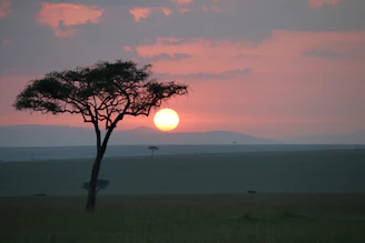 A breathtaking sunrise over the Serengeti plains with a lone acacia tree silhouetted against the sky.