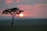 A golden sunset over the Maasai Mara with a silhouette of a lone acacia tree.