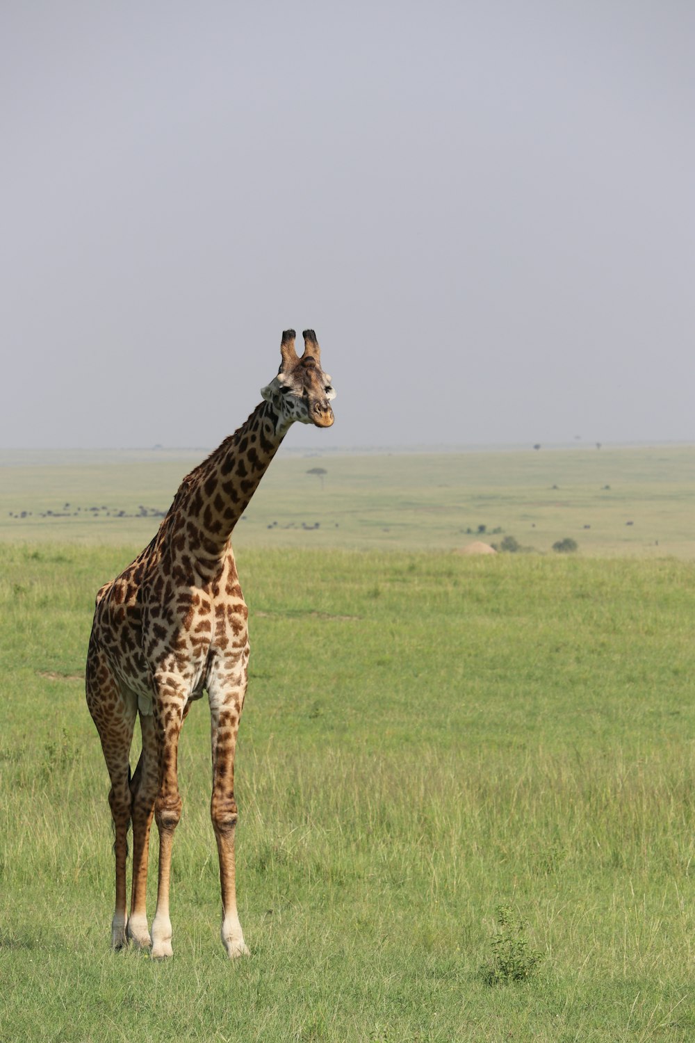 giraffe on green grass at daytime