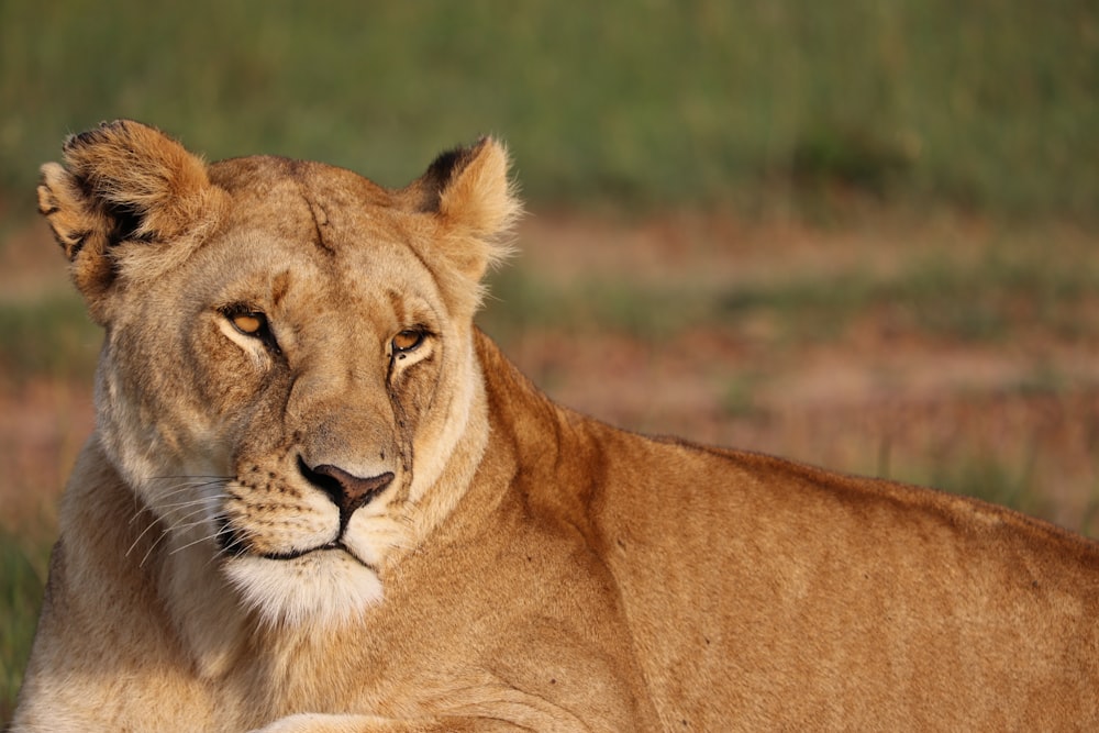 photographie de lionne brune