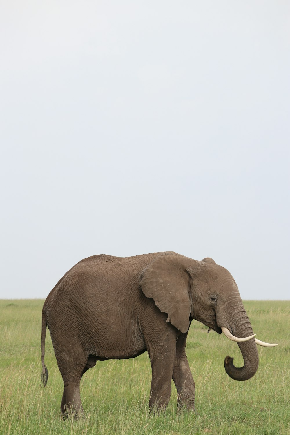 grauer Elefant