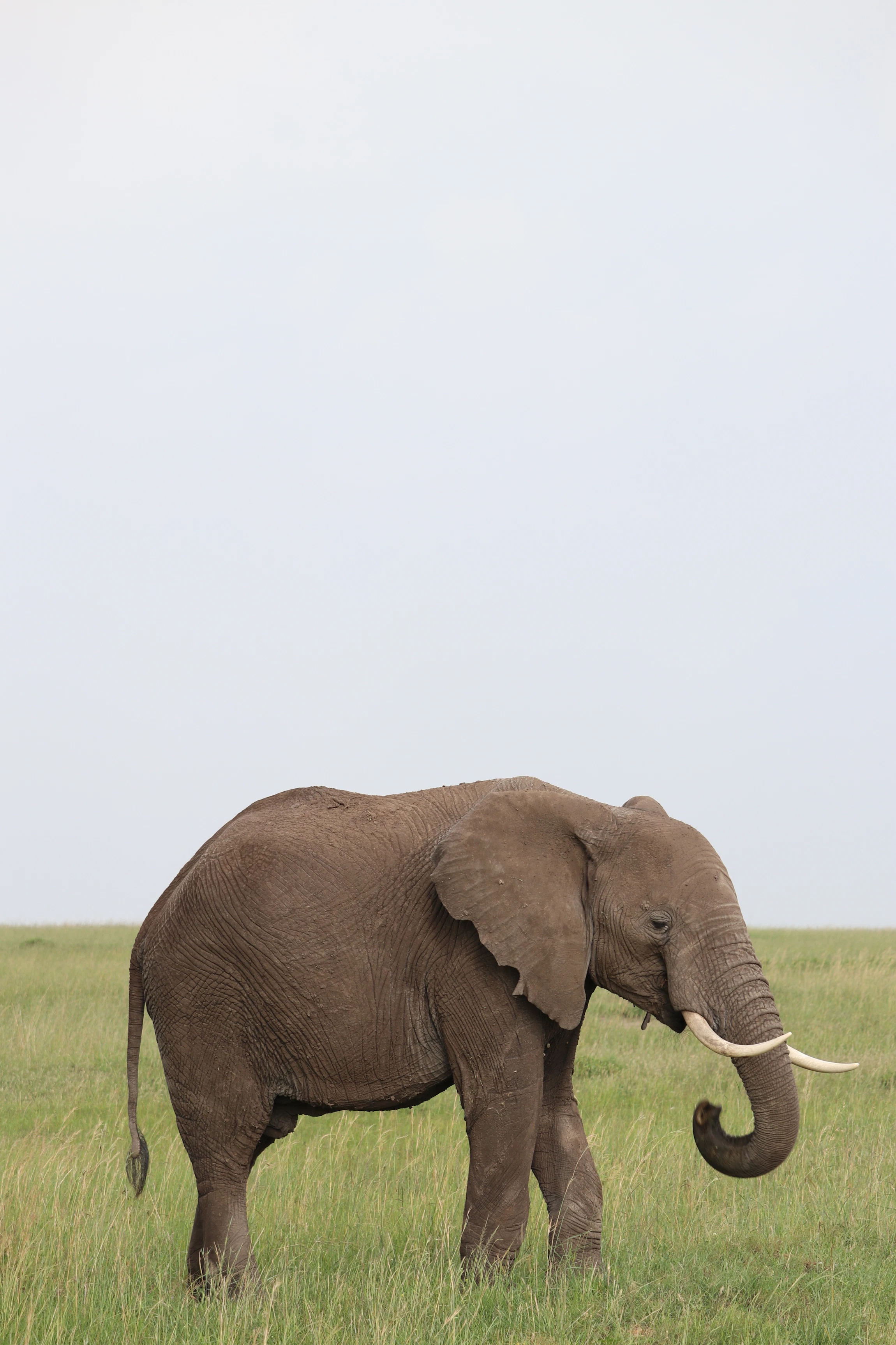 Elephant on safari in an open African landscape