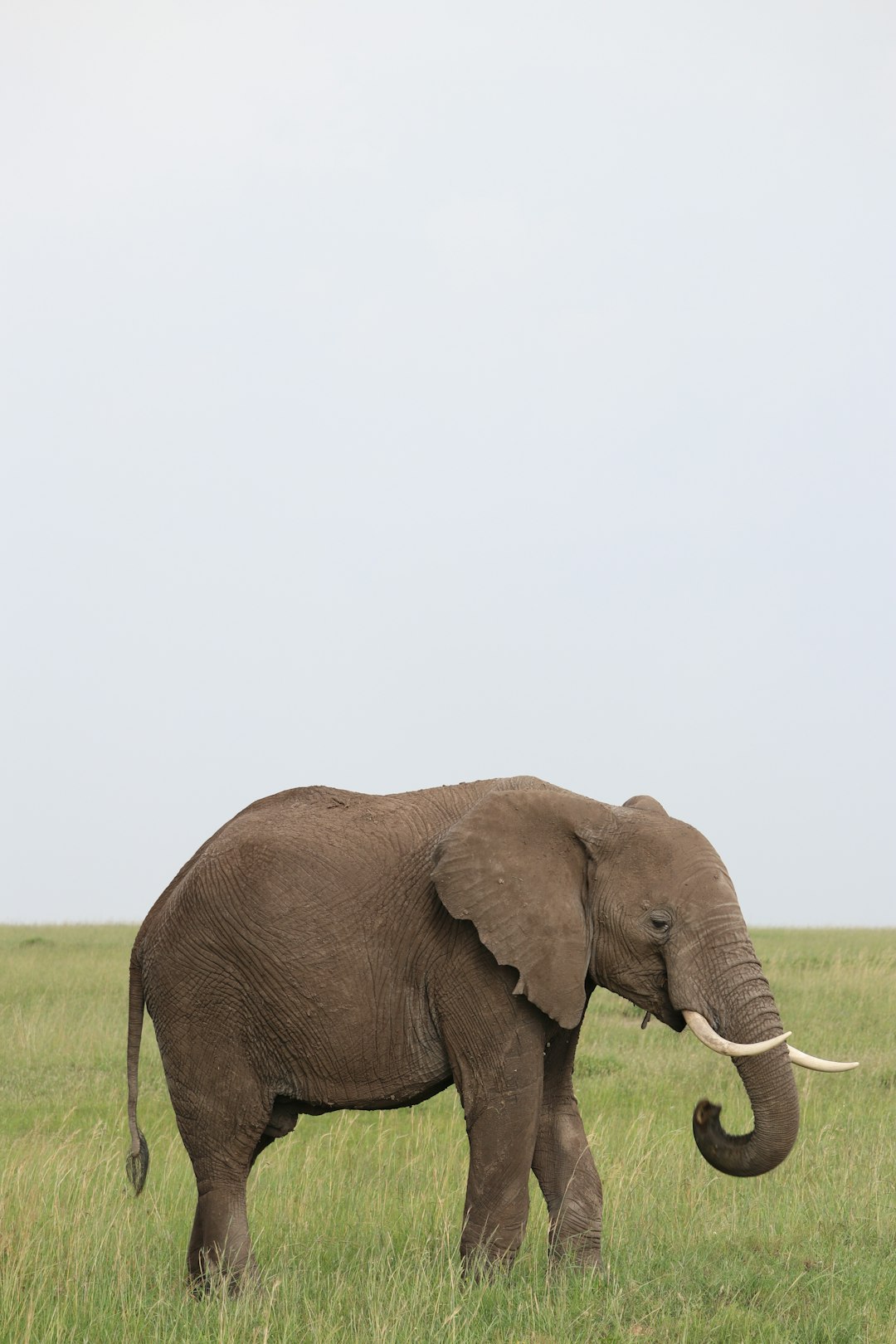  gray elephant elephant