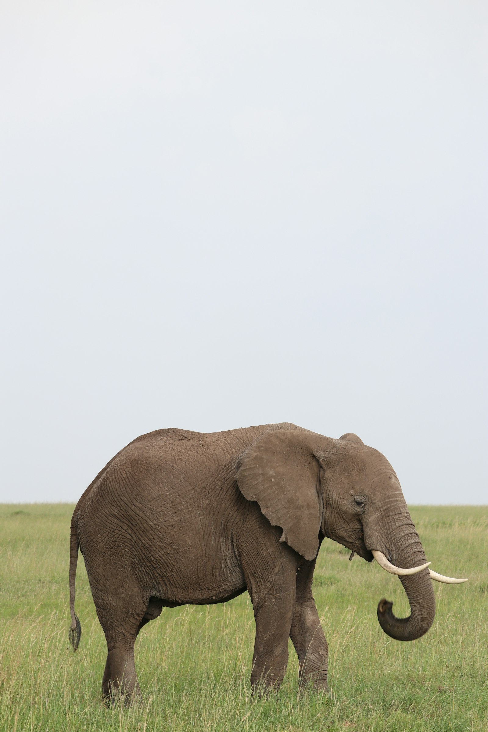 Canon EOS 80D + Canon EF-S 55-250mm F4-5.6 IS STM sample photo. Gray elephant photography