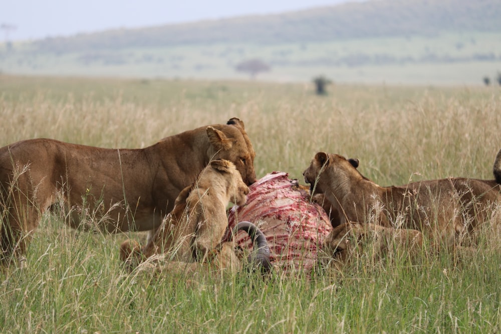 Manada de leones comiendo