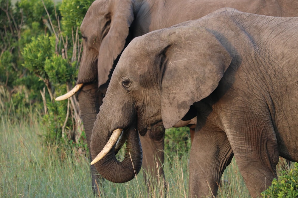 close-up photography of elephants