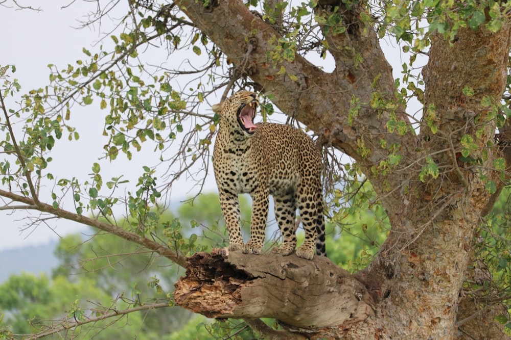 leopard on tree during daytime