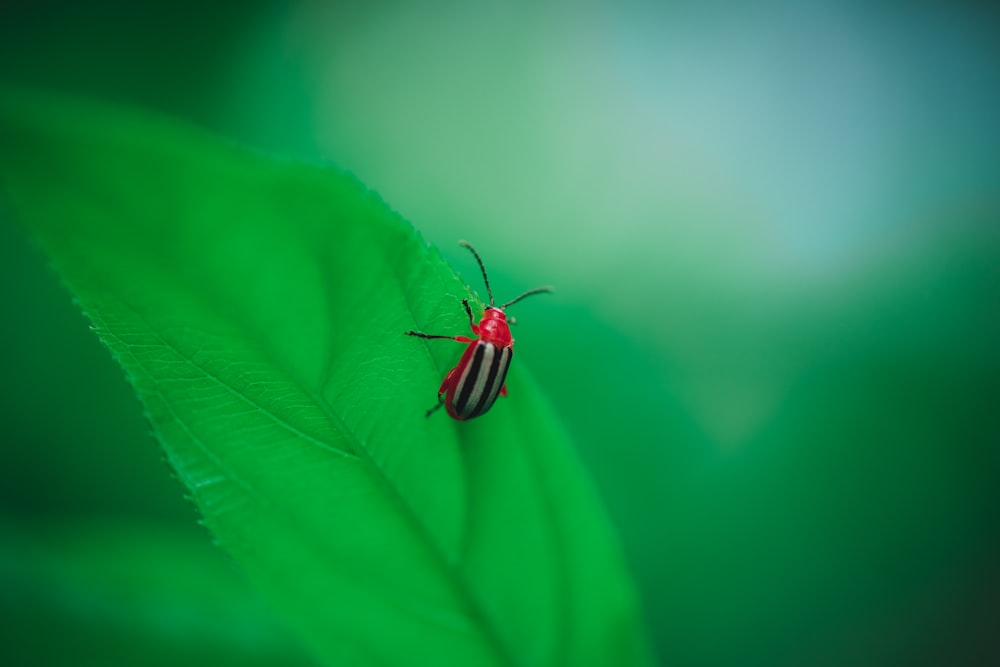 inseto vermelho