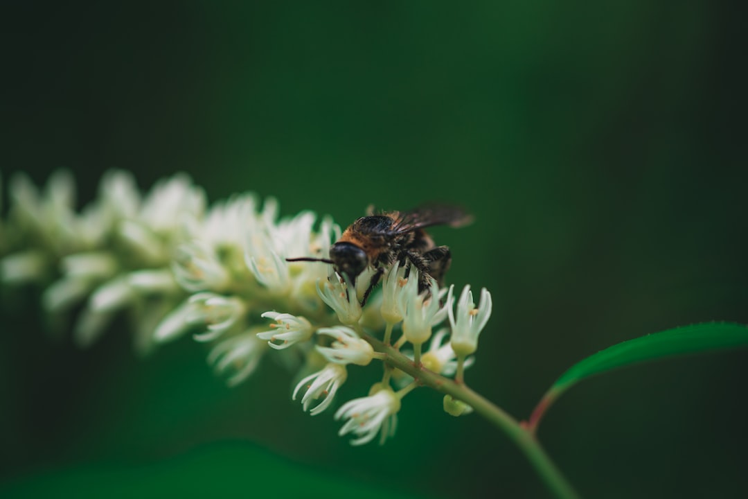 black and brown wasp