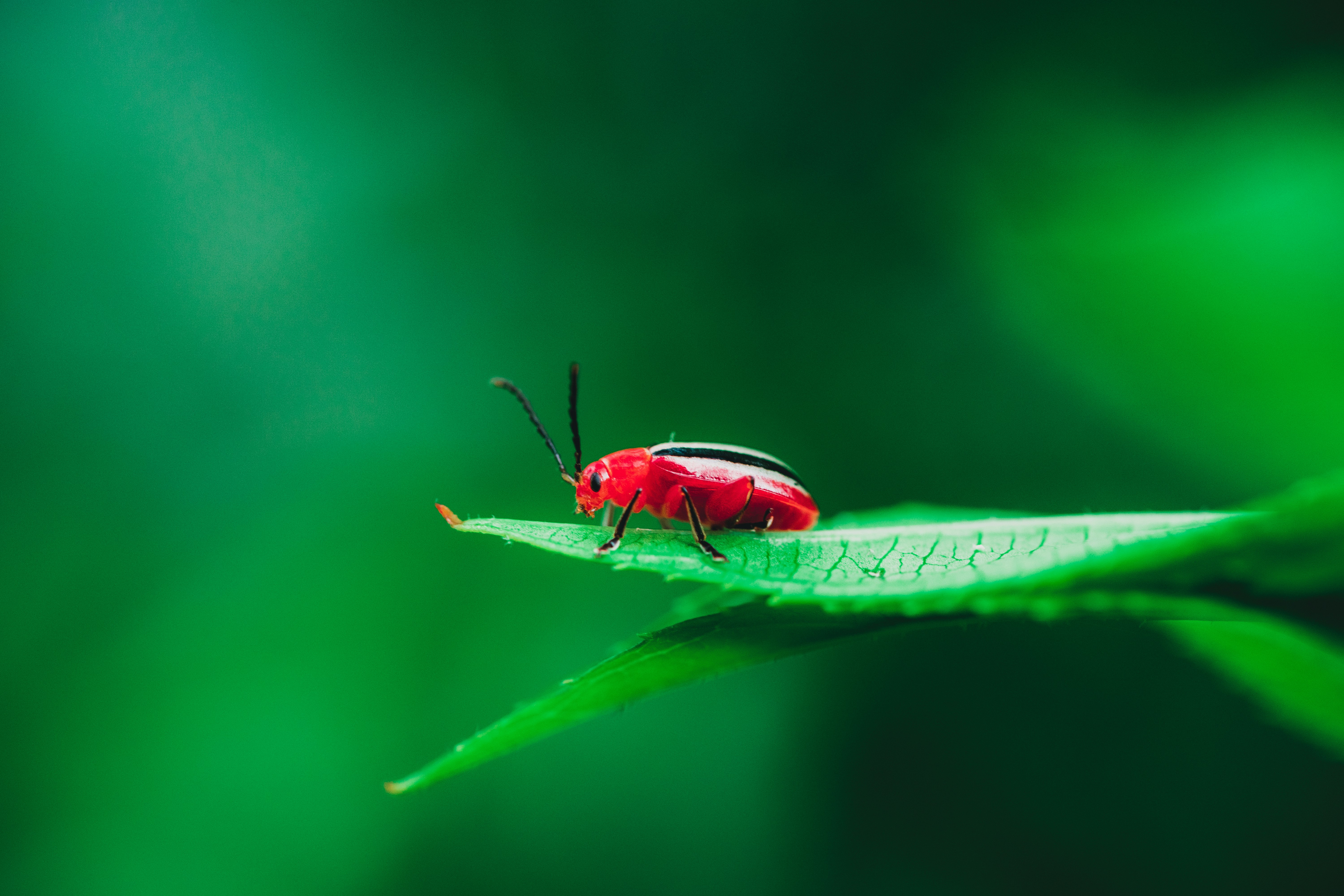 red cardinal beetle on green leaf in selective-focus photography