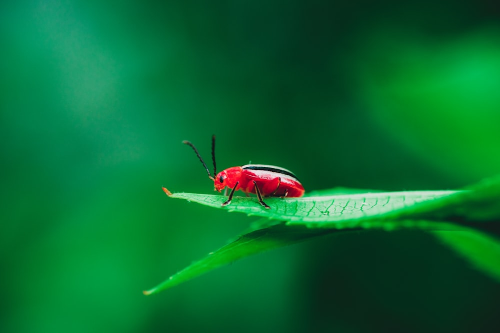 red cardinal beetle on green leaf in selective-focus photography