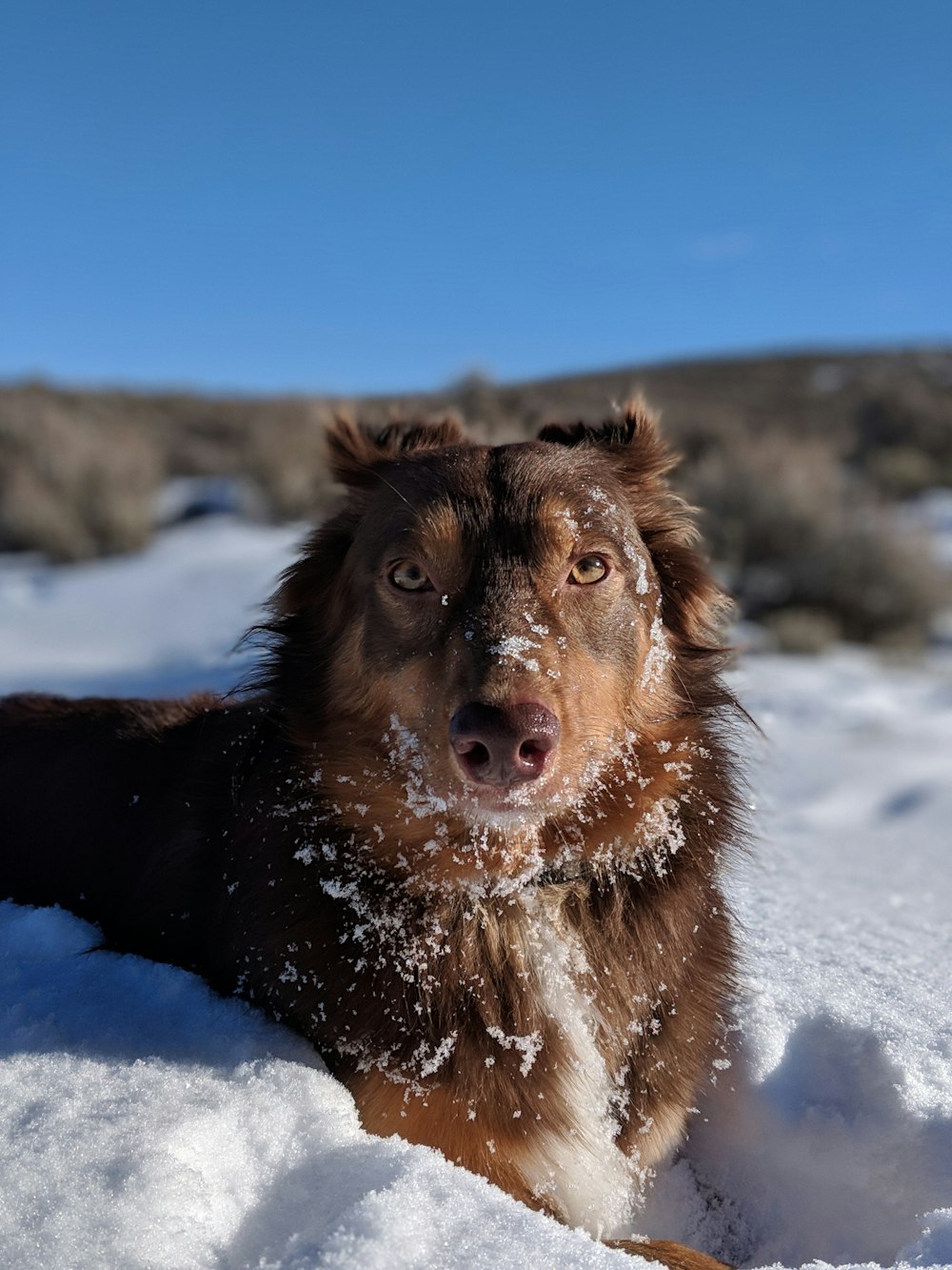 langhaariger brauner Hund, der auf Schnee liegt