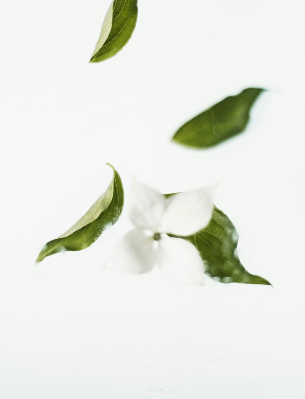 grüne Blätter und weiße Blüten