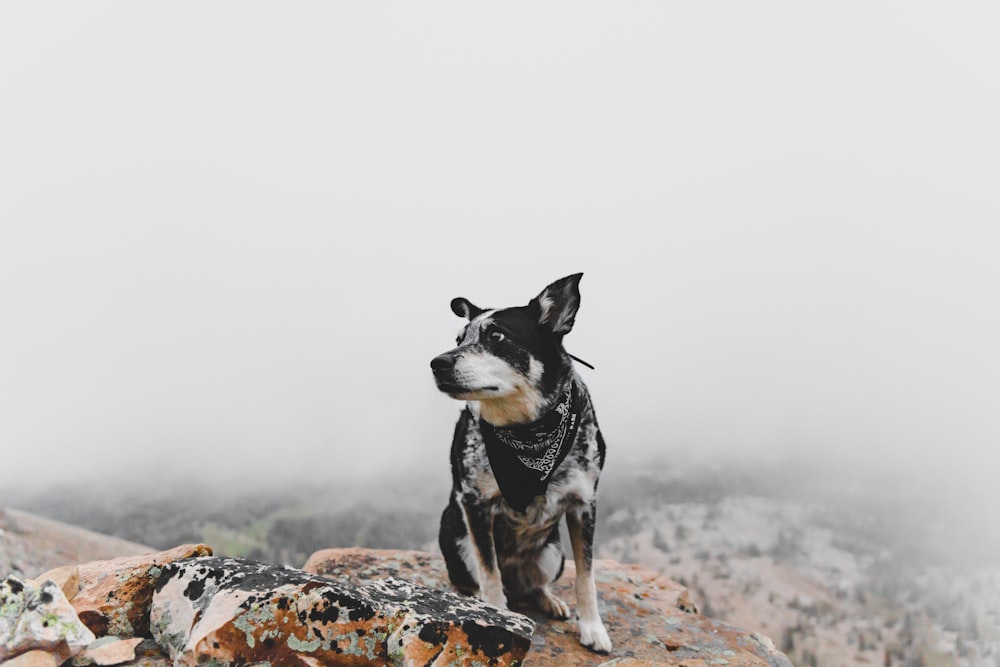 dog standing on rock formation