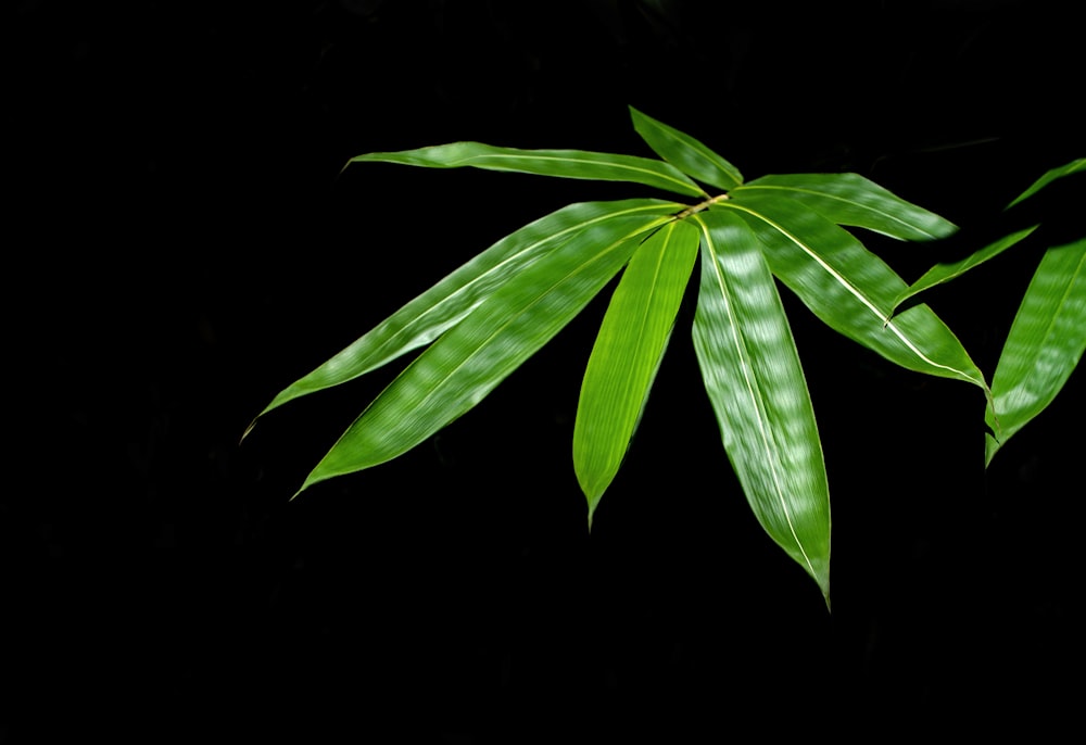 grüne Blattpflanze