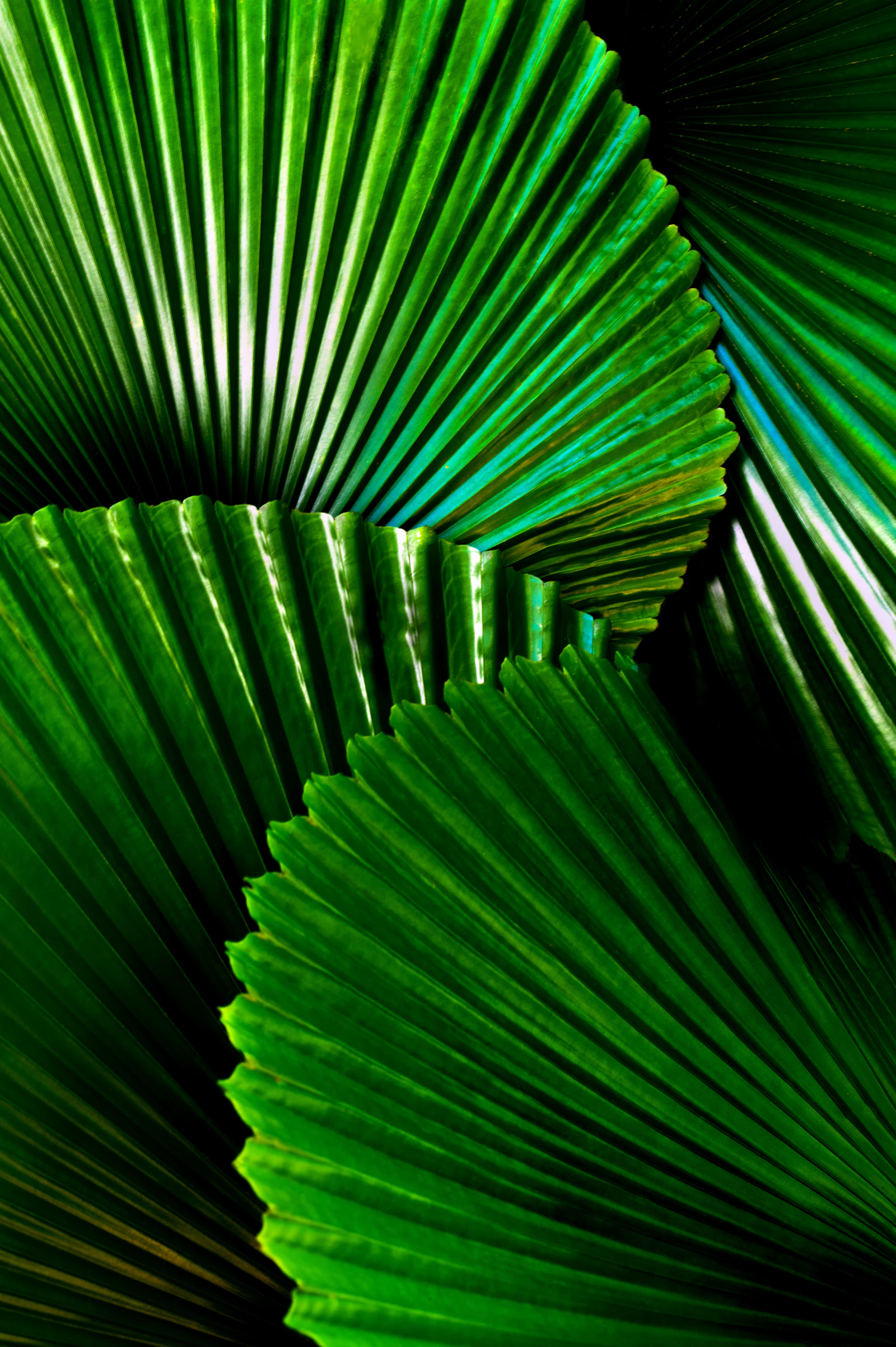 Feuilles vertes, nature