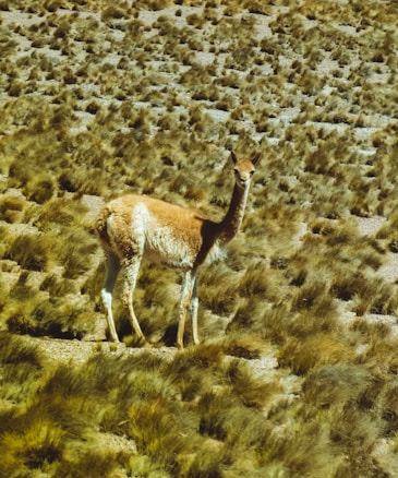 A lone vicuña stands amidst a vast landscape of dry grass and rocky terrain. Its light brown fur blends with the earthy surroundings, capturing the essence of a rugged, high-altitude environment.