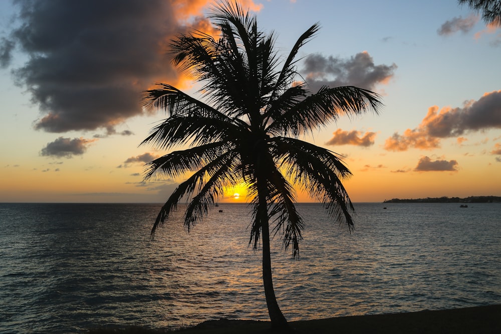 silhouette of palm tree beside body of water during golden hour