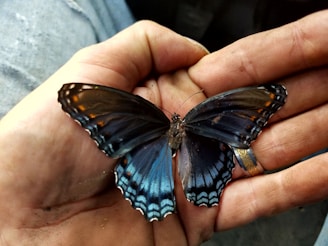 A blue and black butterfly with intricate patterns on its wings is resting on a person's hand. The butterfly has vibrant orange spots near the wingtips, and there is a golden ring on one of the person's fingers. The background shows part of a person's jeans, adding a casual and natural feel.