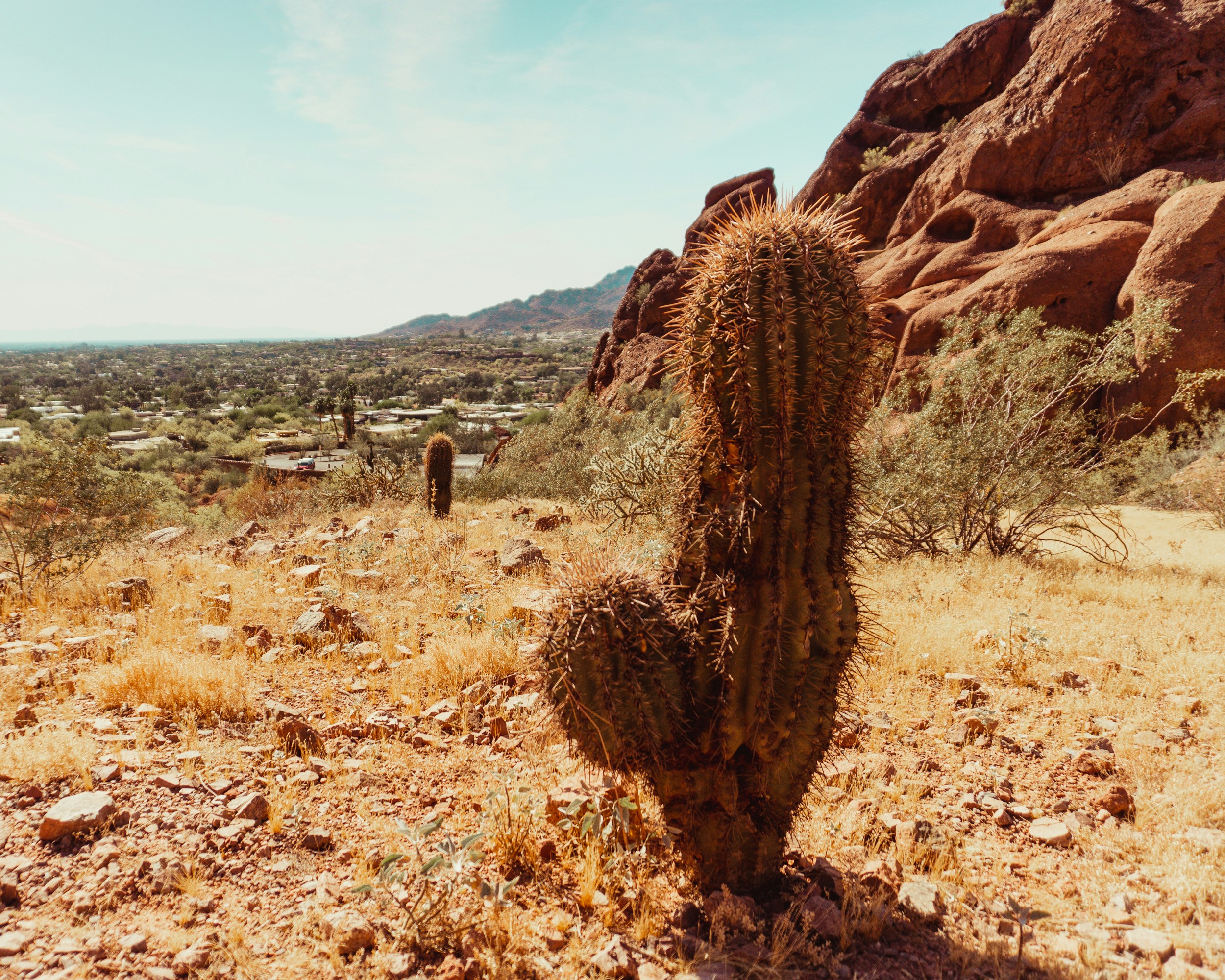טעם של מלח | איריס קאופמן