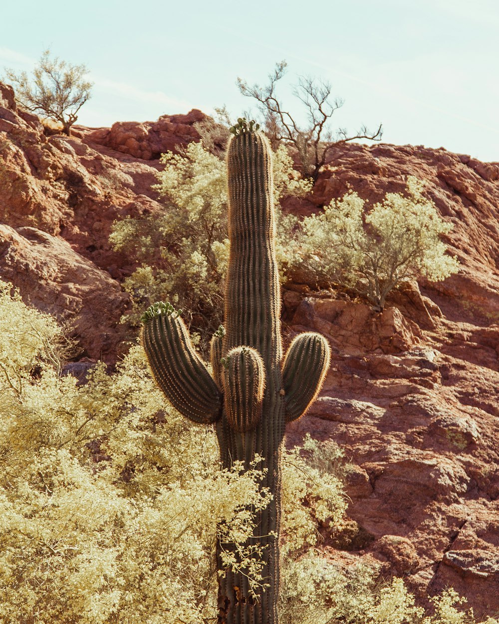 green cactus growing near green-leafed plant