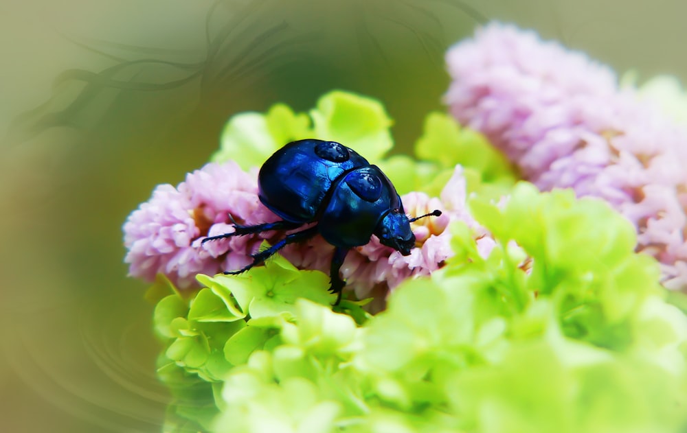 blue insect