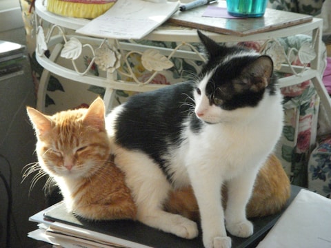 Cats resting in a cozy interior space.