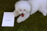 A fluffy white dog is lying on green grass with its tongue out. Next to the dog is a white book with text on the cover.